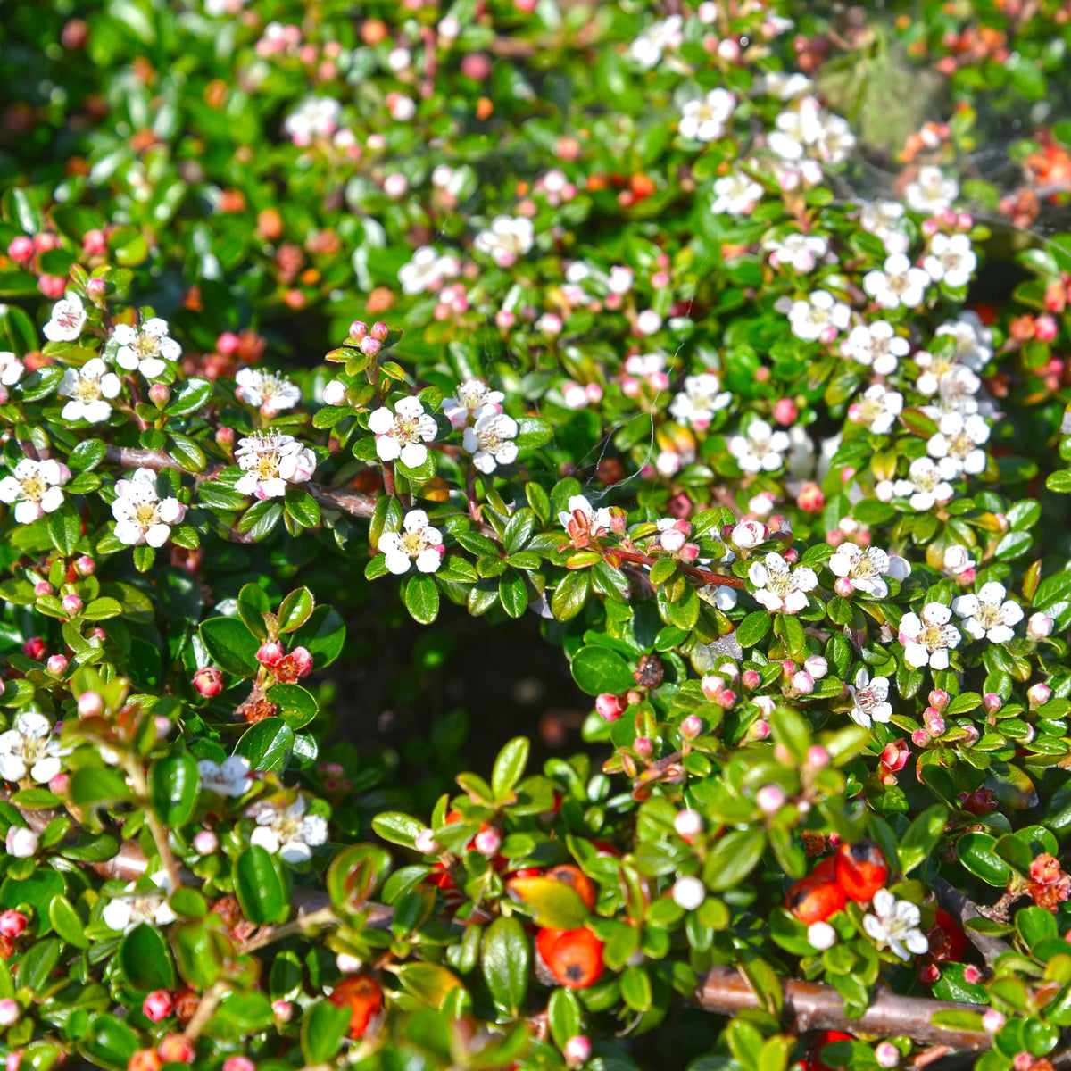 Verkauf Teppich-Zwergmispel 'Major' - Cotoneaster Dammeri