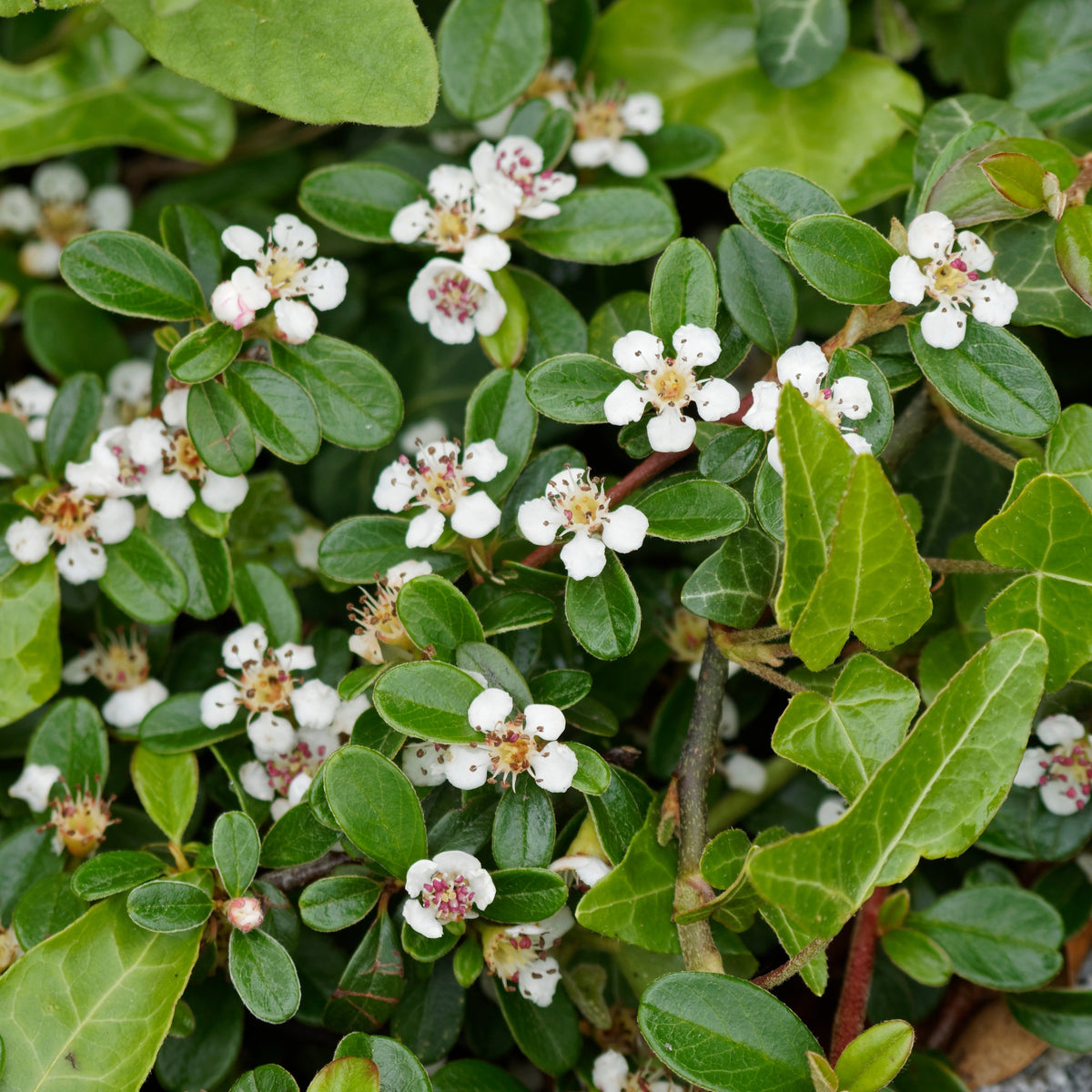 Blühende Sträucher - Teppich-Zwergmispel 'Major' - Cotoneaster Dammeri