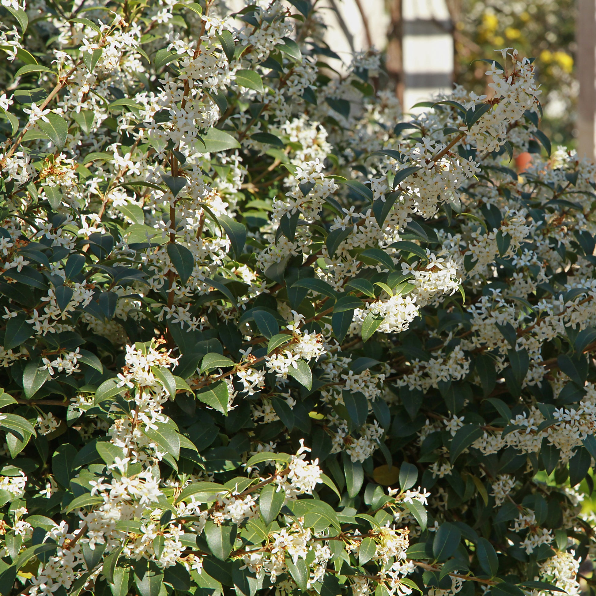 Burkwoods Duftblüte - Osmanthus burkwoodii