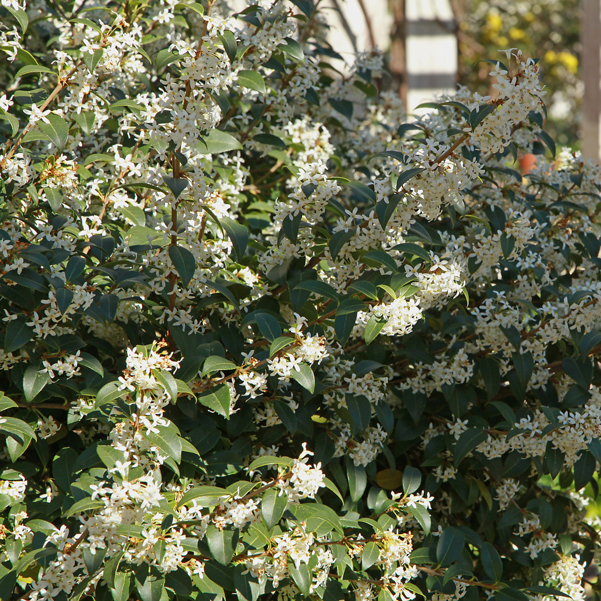 Burkwoods Duftblüte - Bakker
