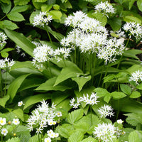 Bärlauch - Allium ursinum - Zwiebeln und Knoblauch