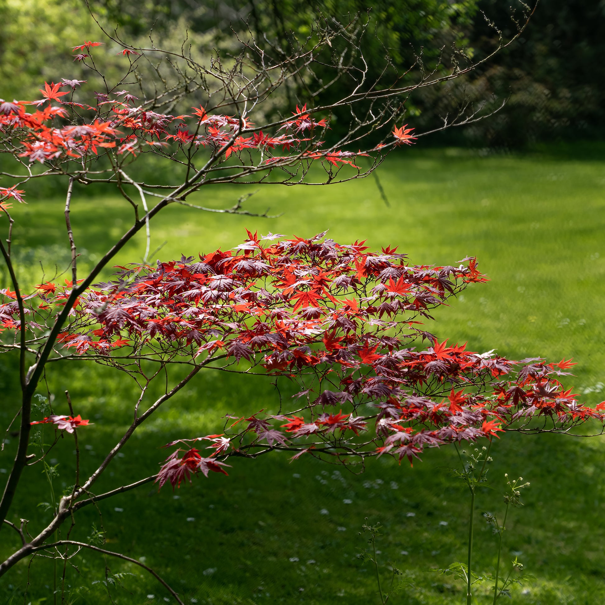 Japanischer Ahorn 'Atropurpureum' - Japanischer Ahorn - Bakker