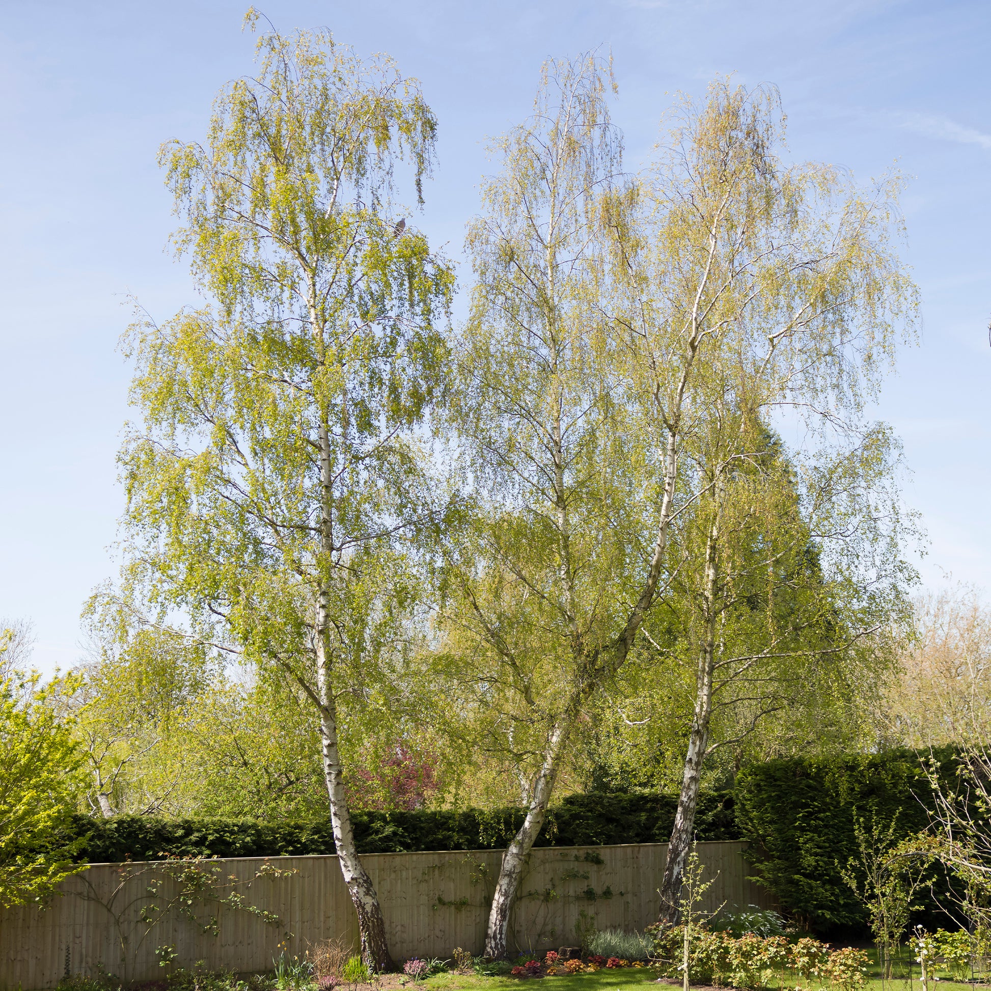 Hänge-Birke - Betula pendula