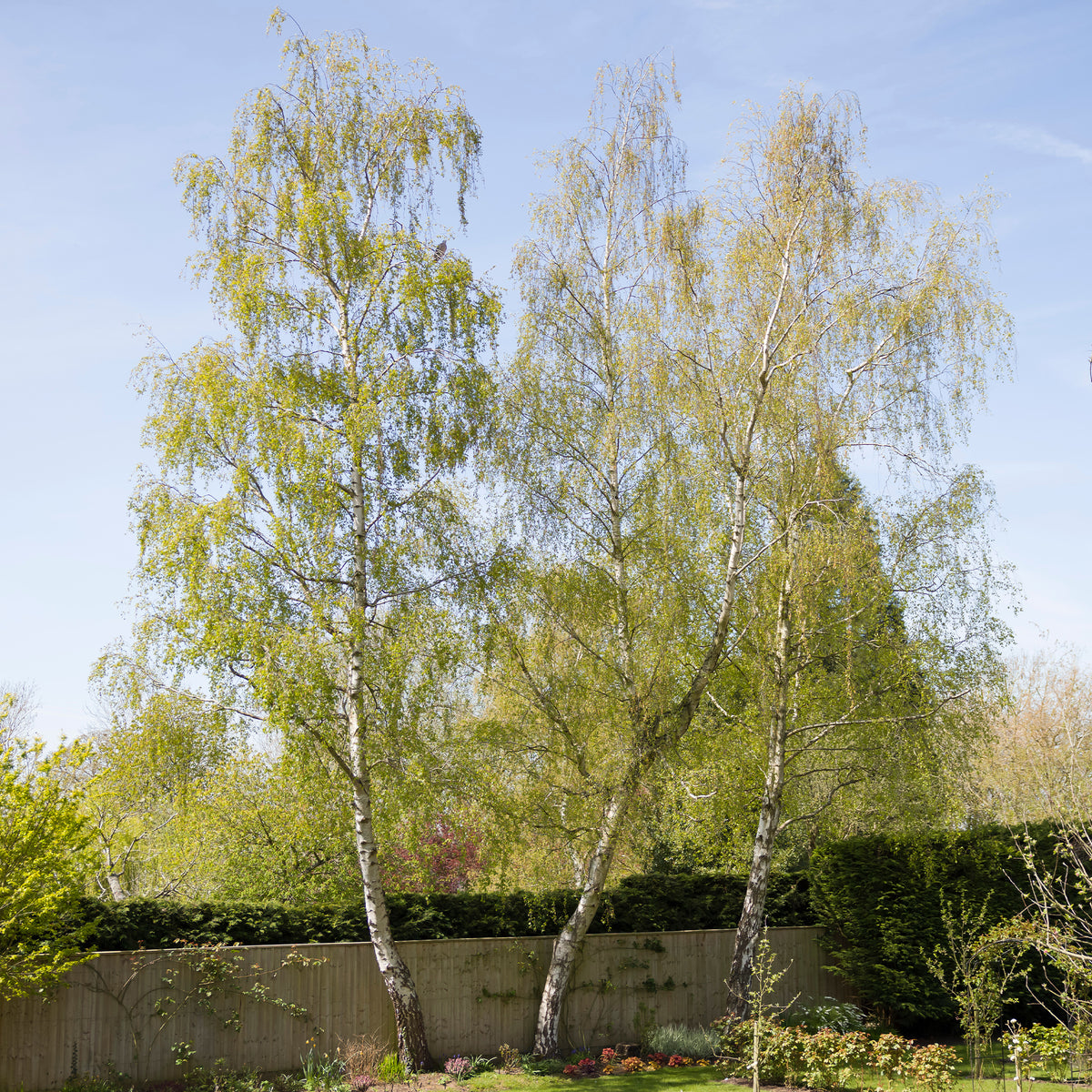 Hänge-Birke - Betula pendula - Bakker