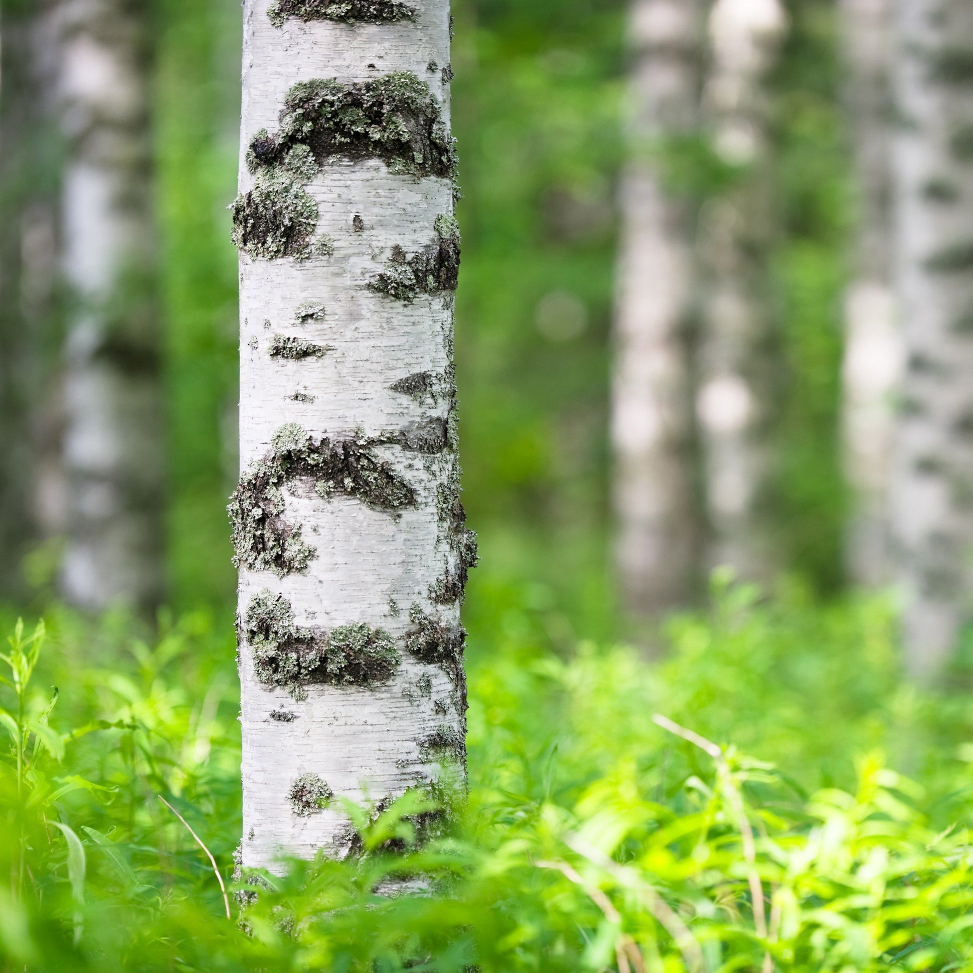 Hänge-Birke - Betula pendula - Sträucher und Stauden