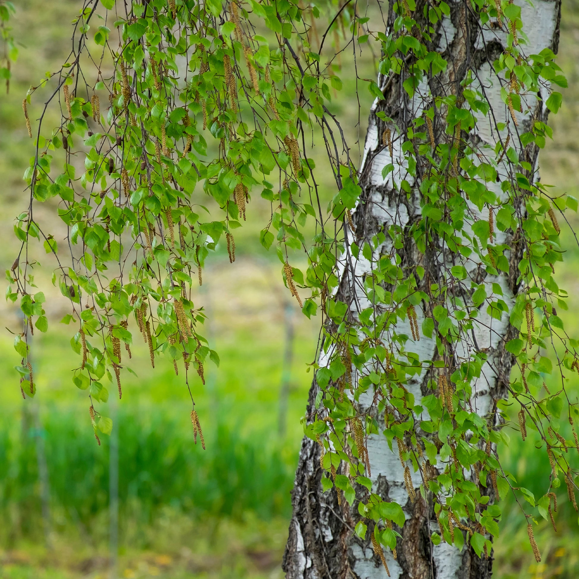 Hänge-Birke - Betula pendula