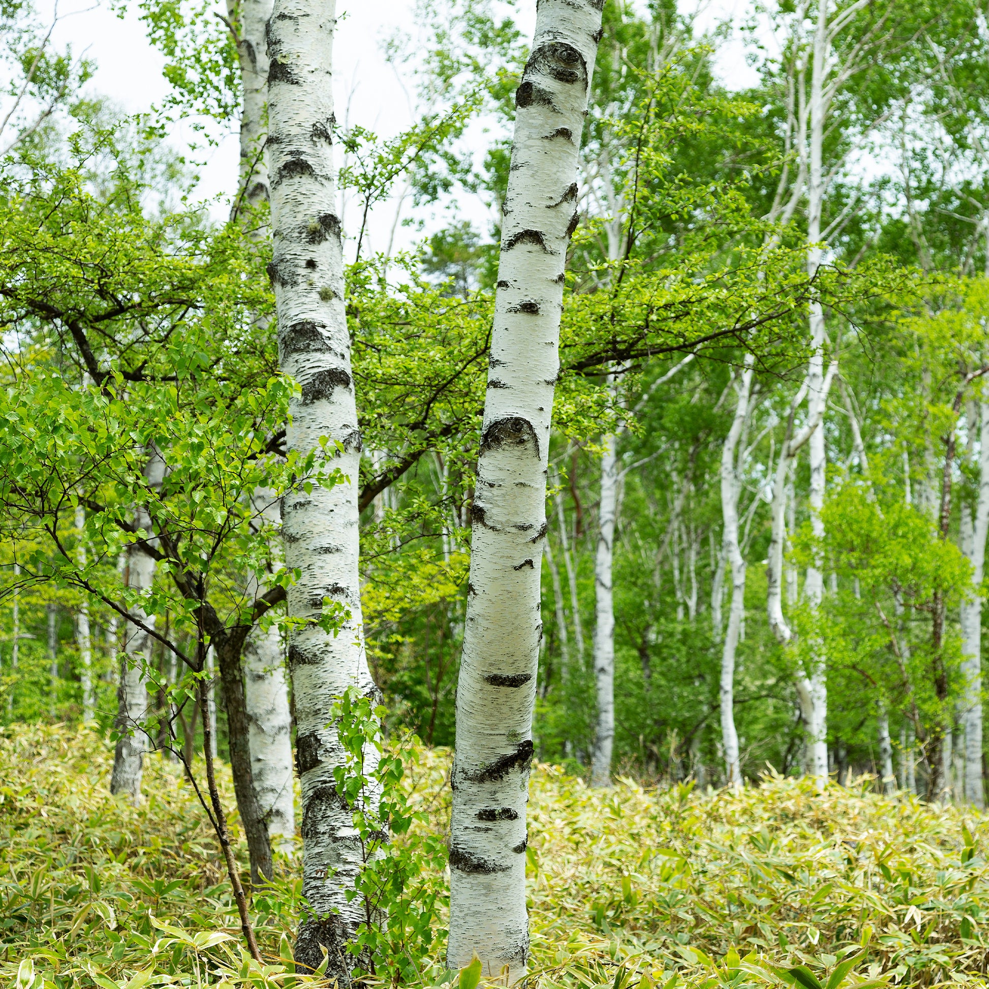 Hänge-Birke - Betula pendula - Sträucher und Stauden