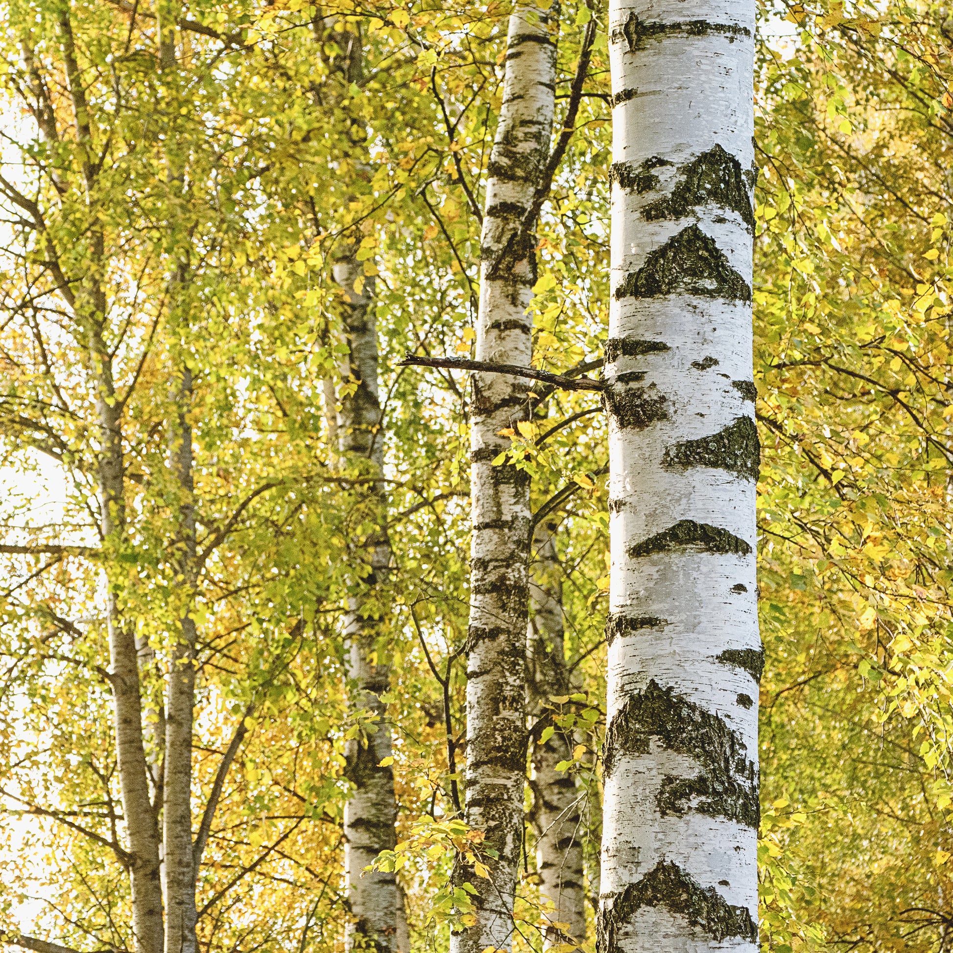 Hänge-Birke - Betula pendula - Sträucher und Stauden