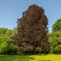Fagus sylvatica Purpurea (Atropunicea) - Blutbuche - Buche