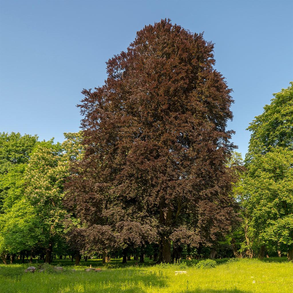 Blutbuche - Fagus sylvatica Purpurea (Atropunicea)