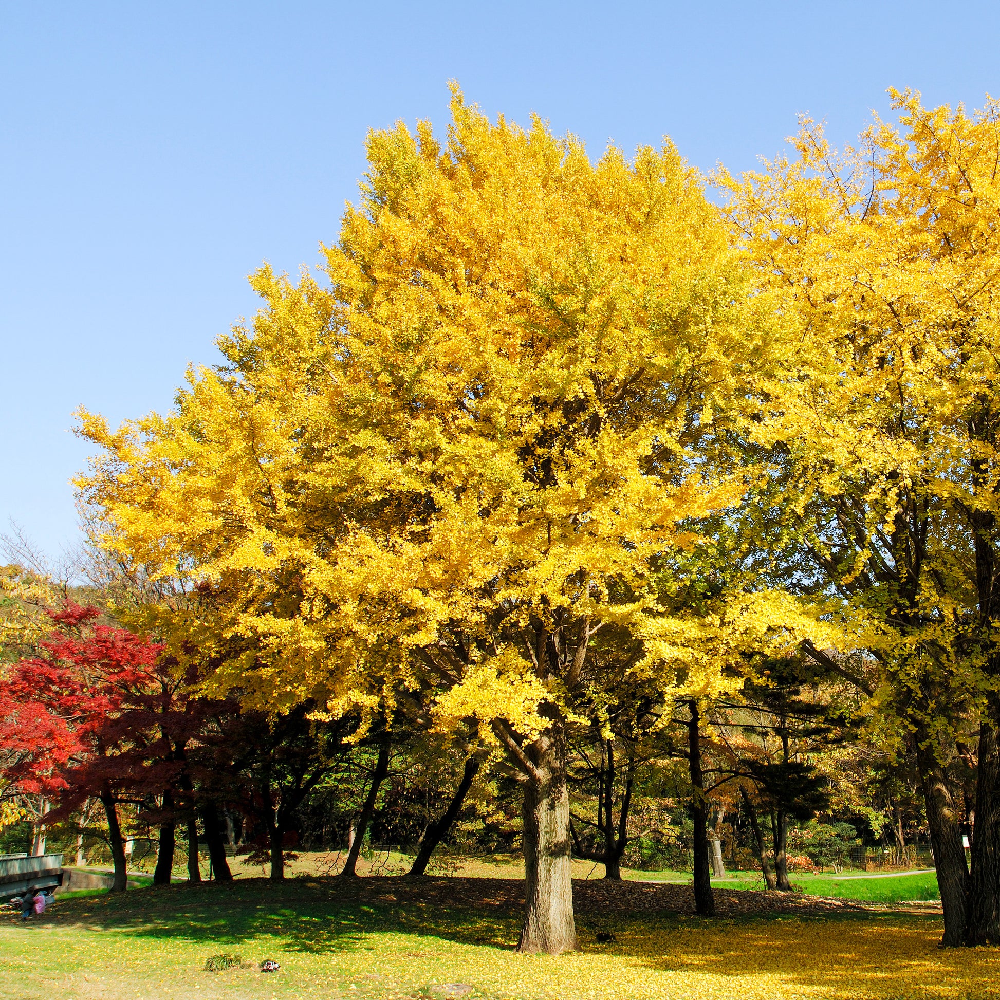 Japanischer Nussbaum - Ginkgo biloba - Sträucher und Stauden