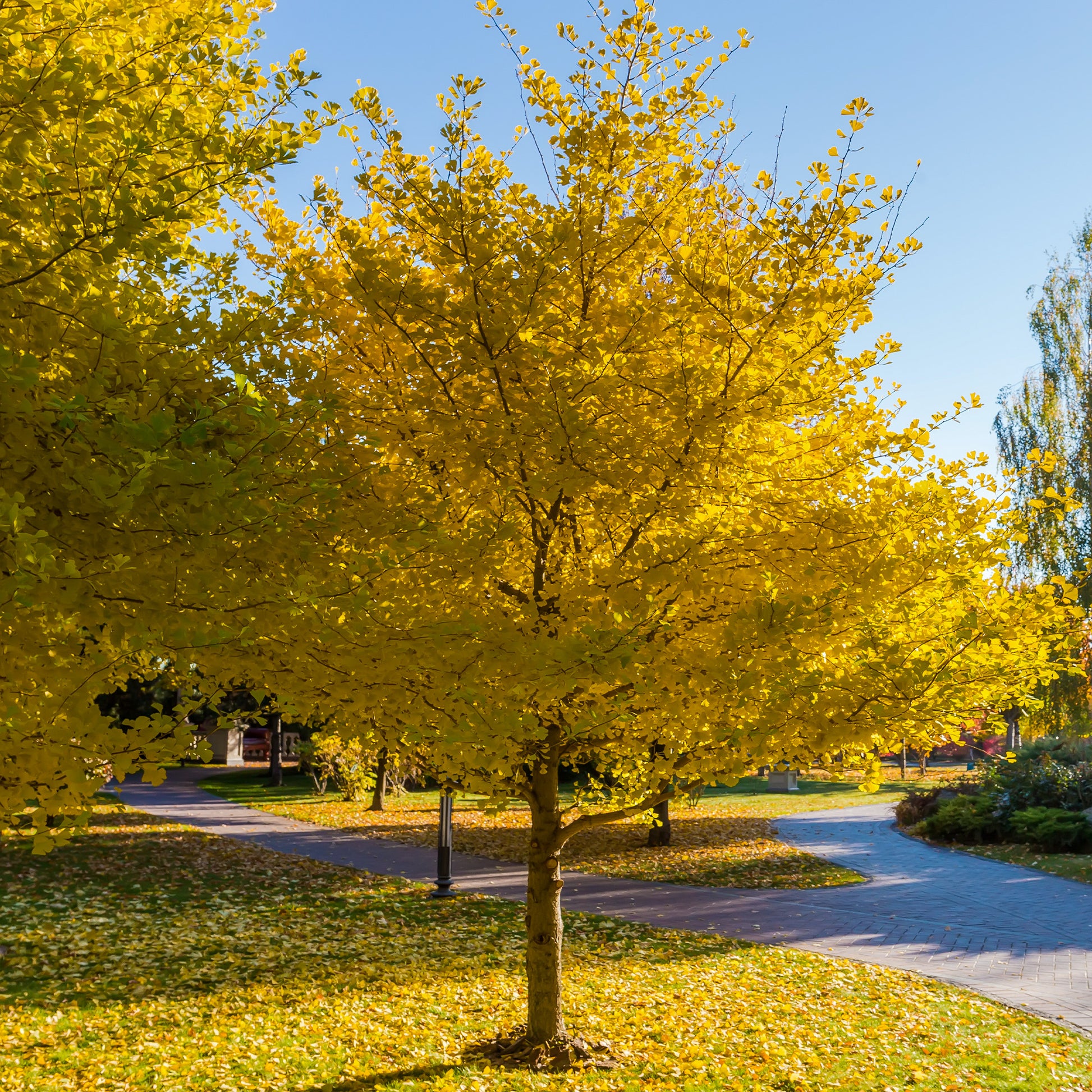 Japanischer Nussbaum - Ginkgo biloba - Sträucher und Stauden