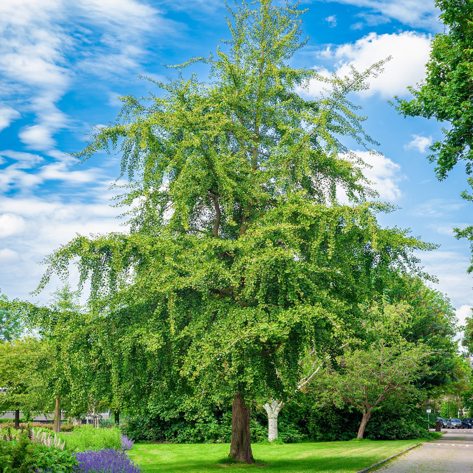 Japanischer Nussbaum - Ginkgo biloba - Sträucher und Stauden