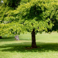 Verkauf Japanischer Nussbaum - Ginkgo - Ginkgo biloba