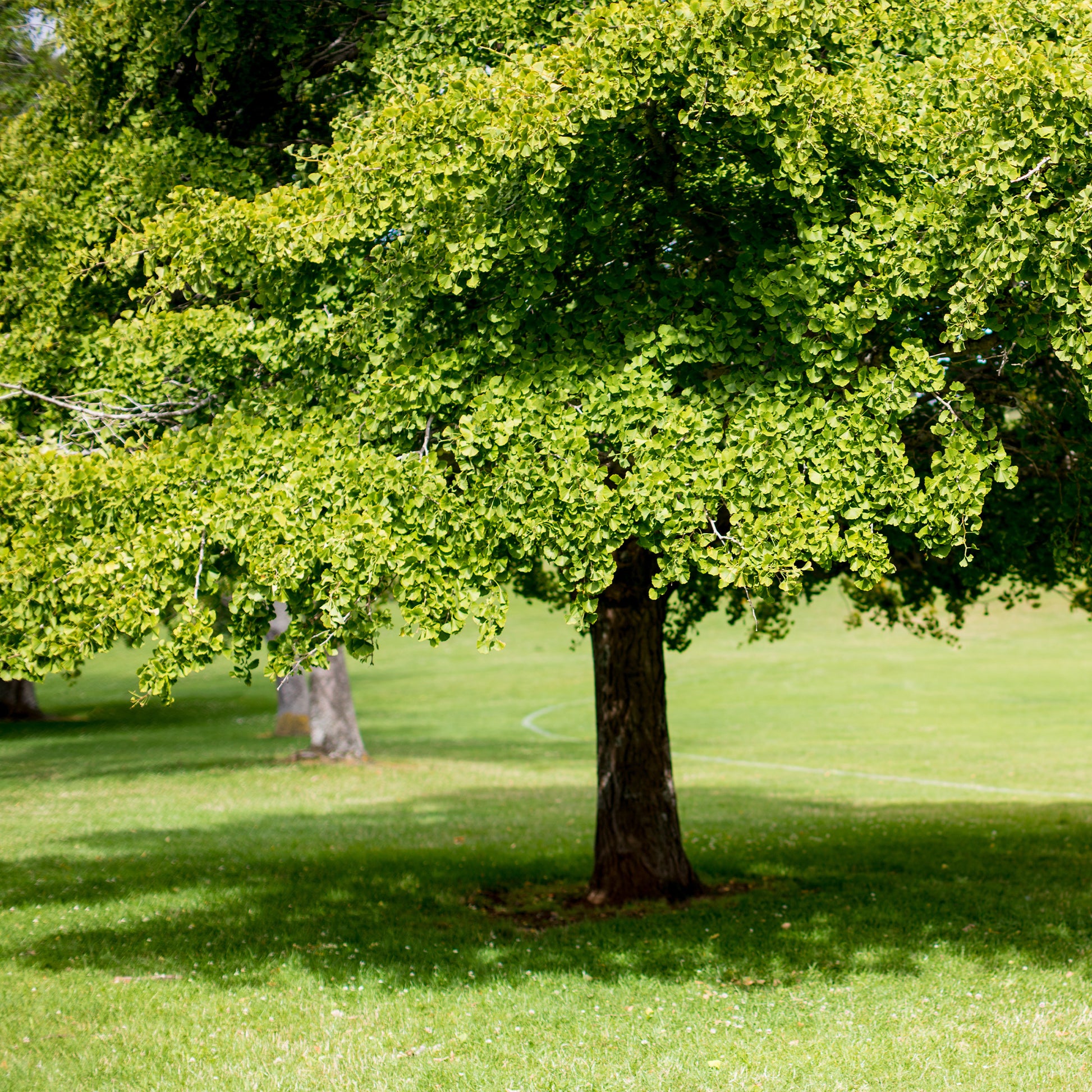 Japanischer Nussbaum - Ginkgo biloba - Sträucher und Stauden