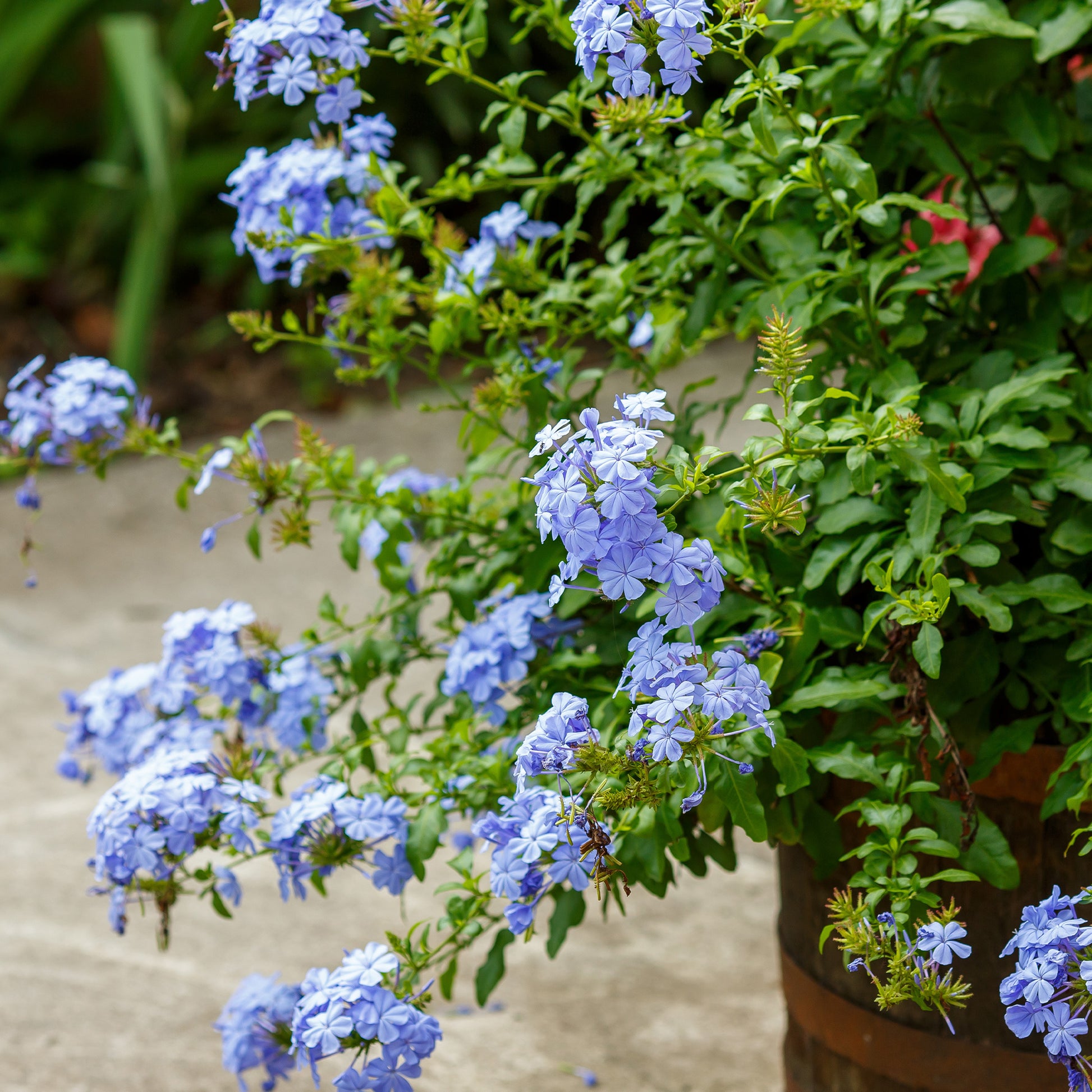 Bleiwurz - Plumbago auriculata - Terrasse balkon