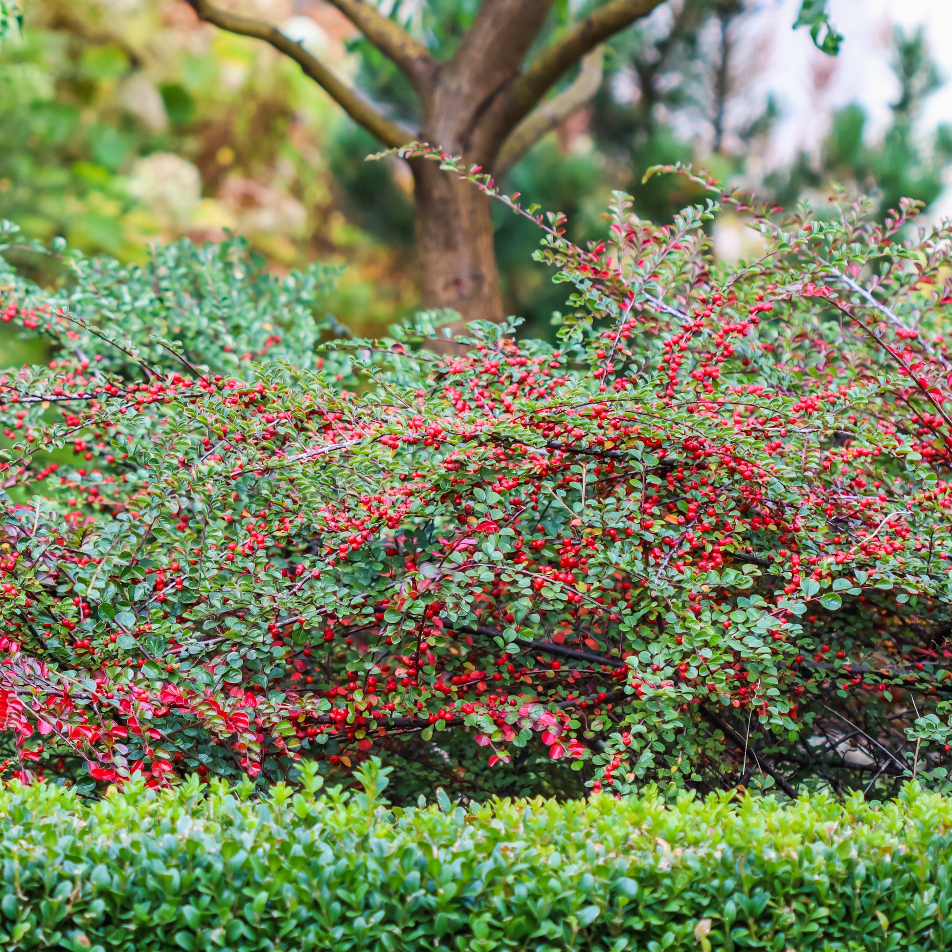 Fächer-Zwergmispel - Cotoneaster horizontalis