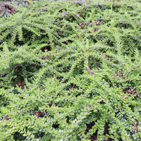Lonicera pileata - Geißblatt - Immergrüne Pflanzen