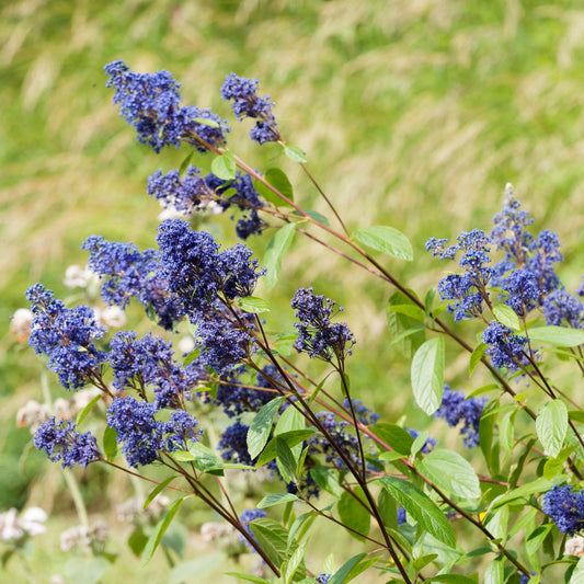 Säckelblume Gloire de Versailles - Bakker