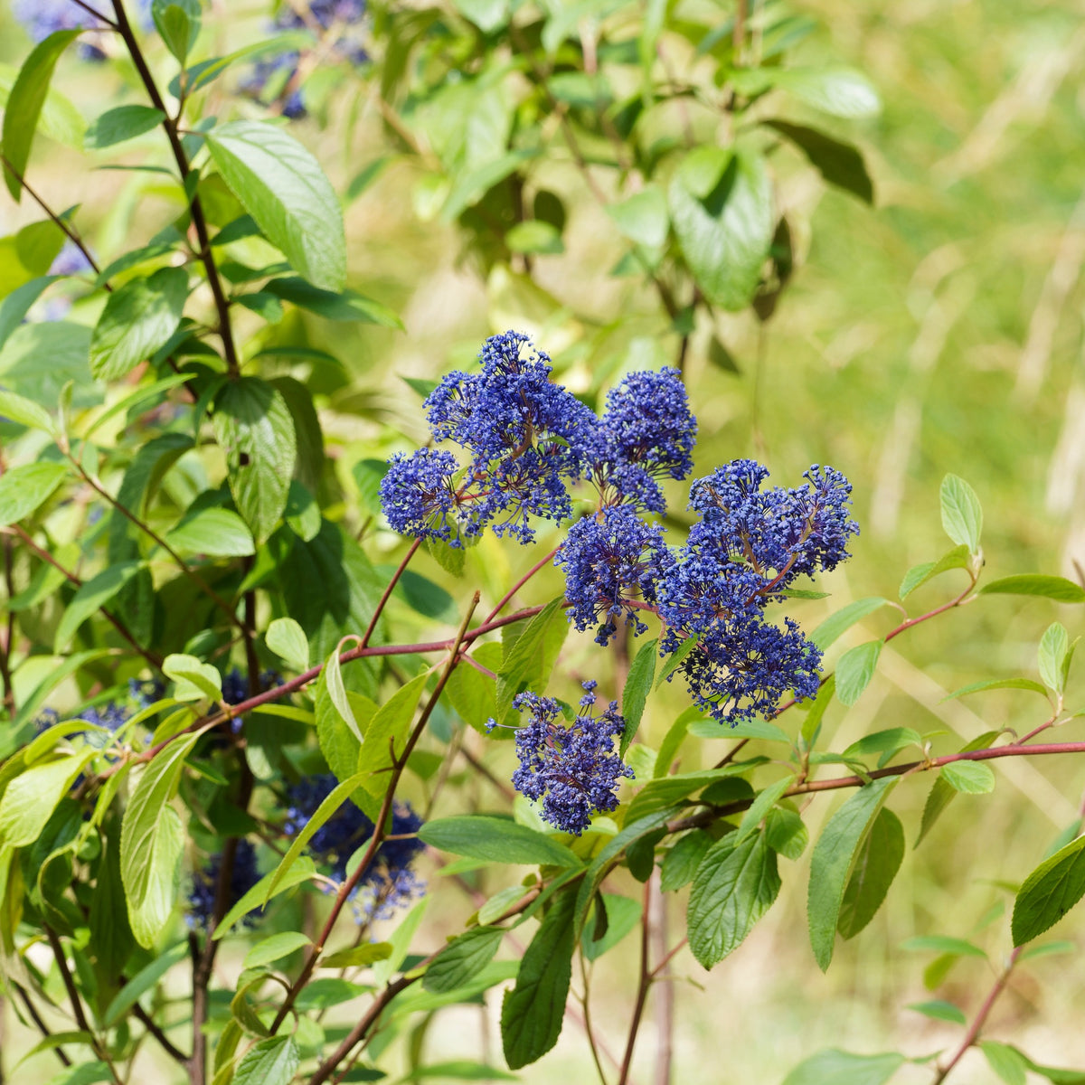 Ceanothus ‘Gloire de Versailles’ - Ceanothus delilianus gloire de versailles - Bakker