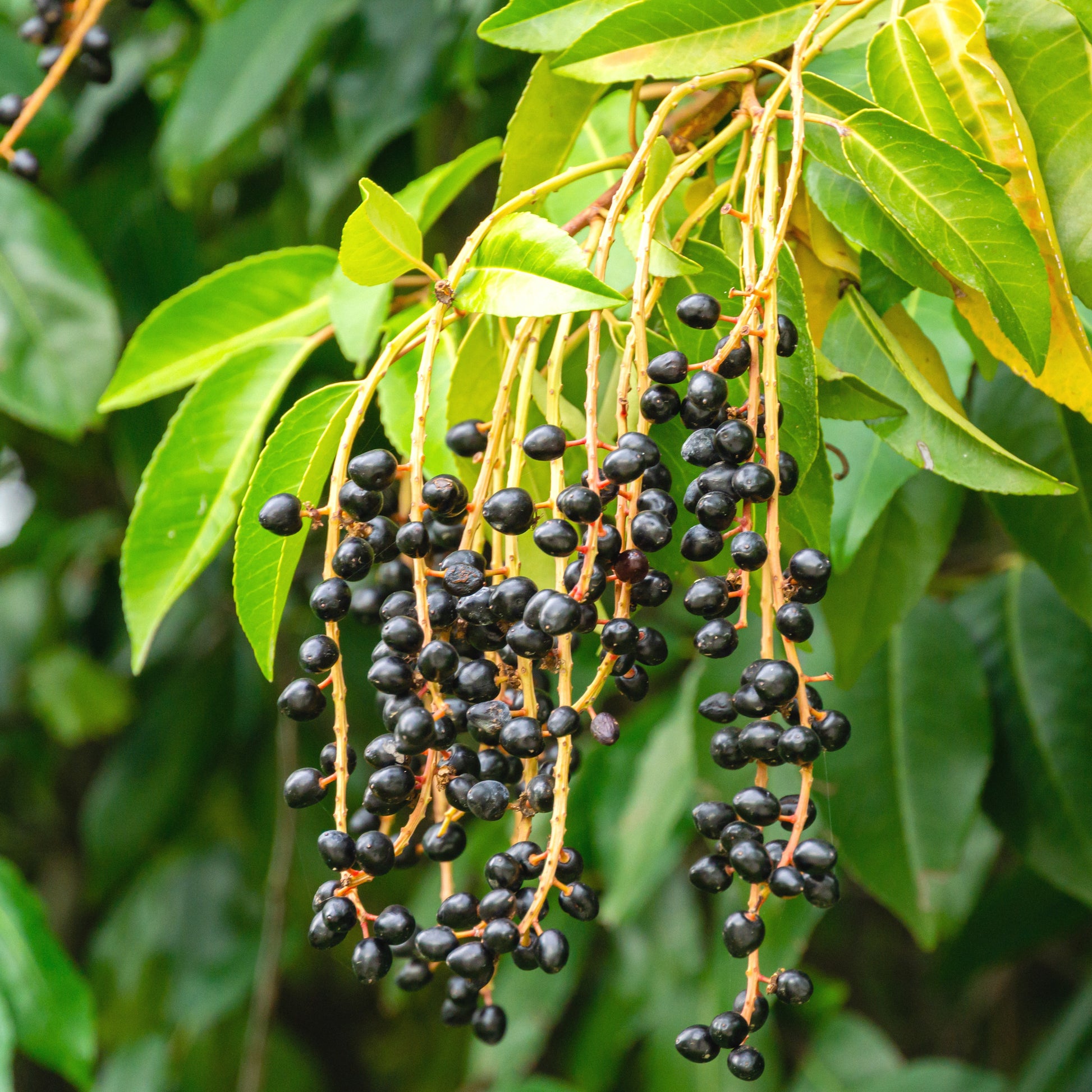 Portugiesischer Kirschlorbeer - Prunus lusitanica