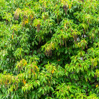 Verkauf Portugiesischer Kirschlorbeer - Prunus lusitanica