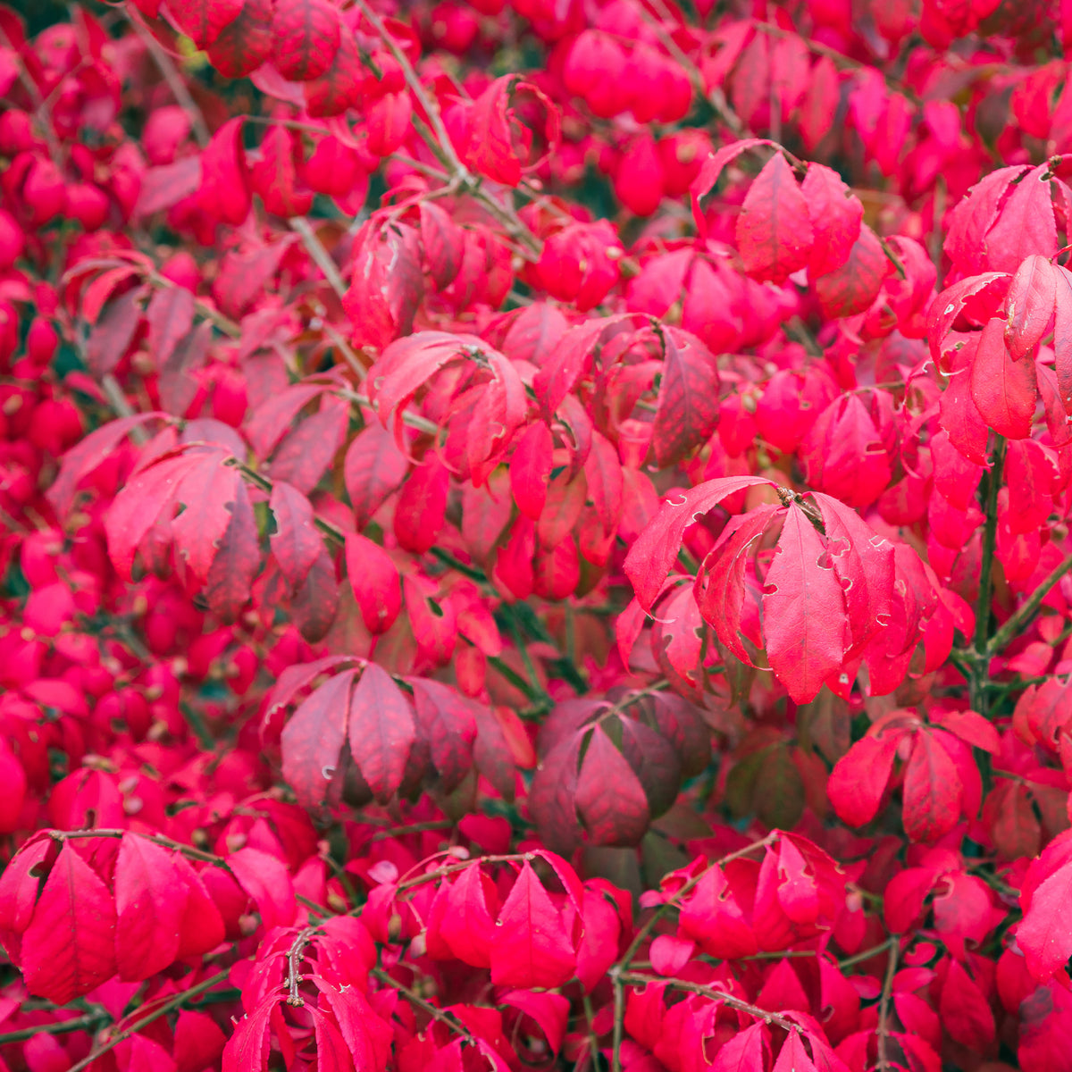 Euonymus alatus Compactus - Flügelspindelstrauch Compactus - Sträucher