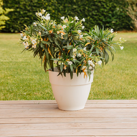 Weisse Oleander - Bakker