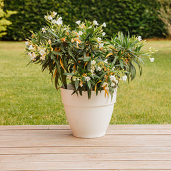 Oleander weiß - Bakker