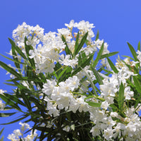 Weisse Oleander