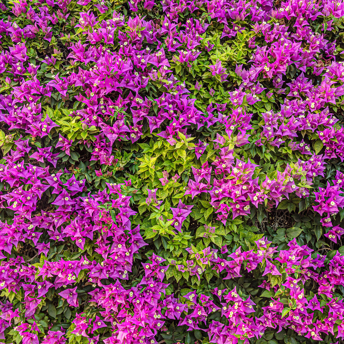 Bougainvillea violett - Bougainvillea purple - Bakker