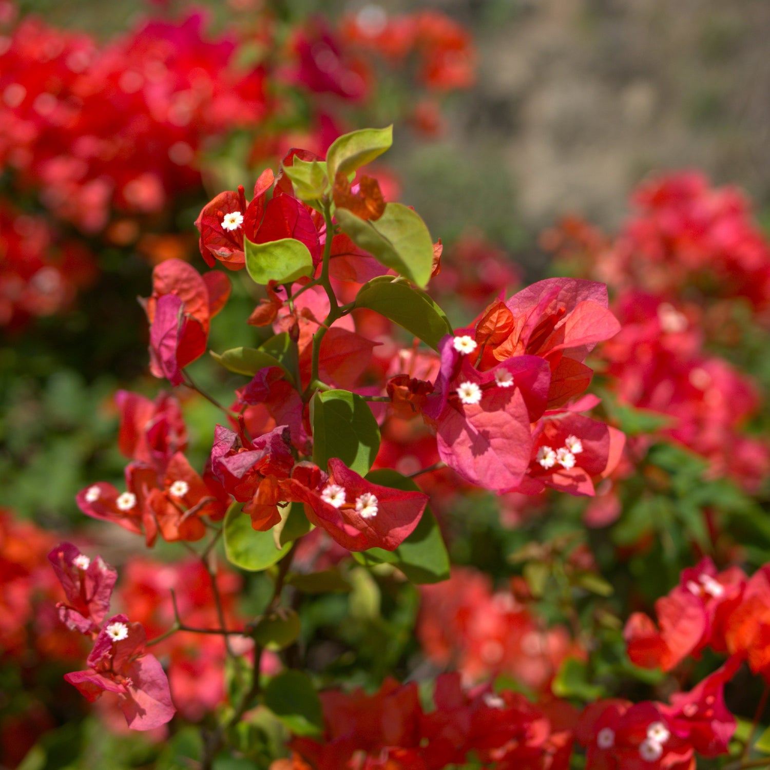 Bougainvillea