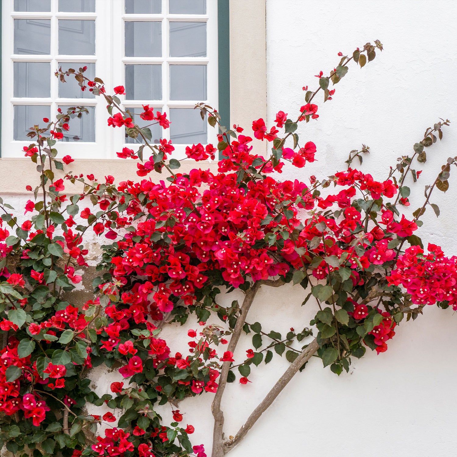 Bougainvillea