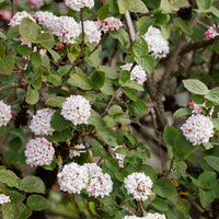 Koreanischer Duftschneeball - Viburnum carlesii - Bakker