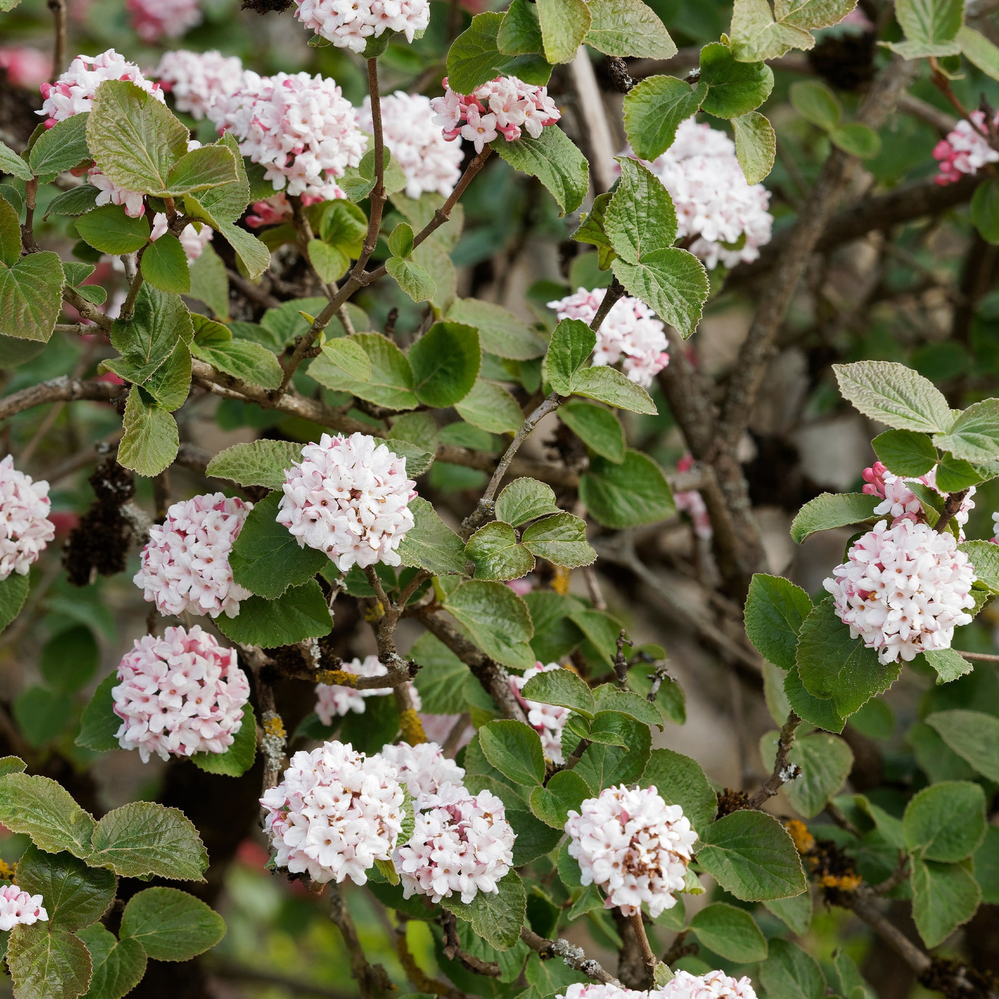 Koreanischer Duftschneeball - Viburnum carlesii - Gartenpflanzen