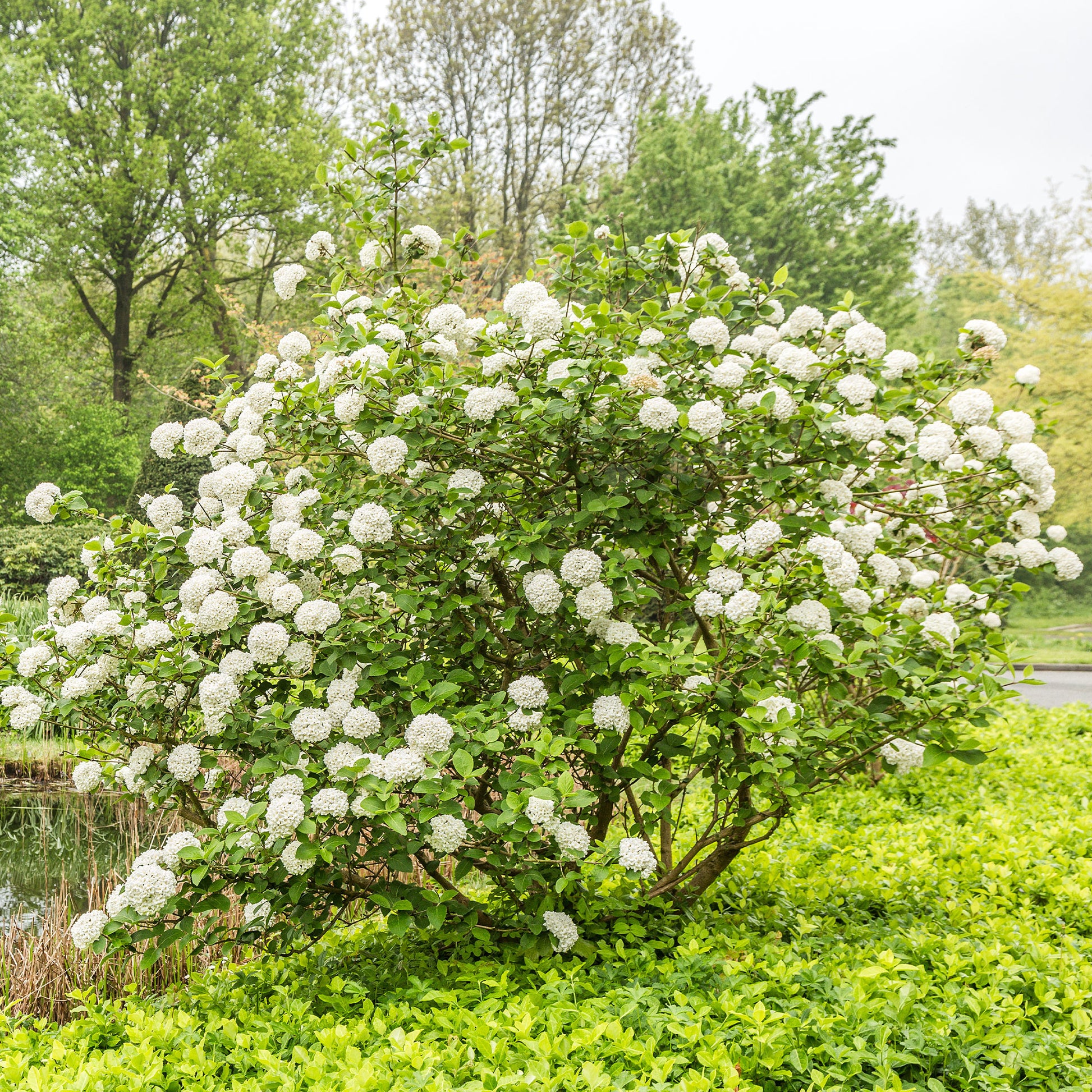 Koreanischer Duftschneeball - Viburnum carlesii - Gartenpflanzen