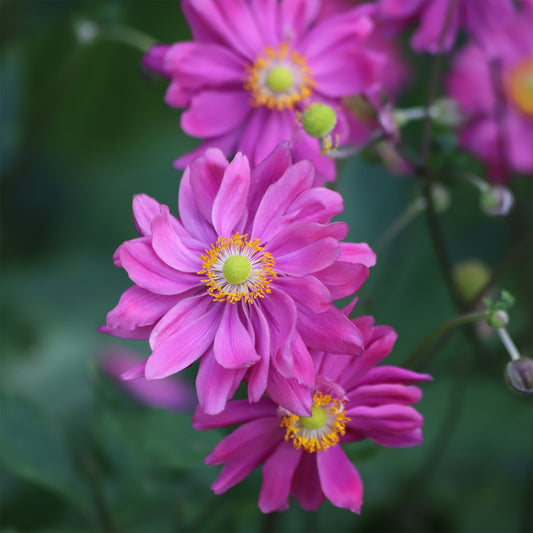 Herbst-Anemone - Bakker