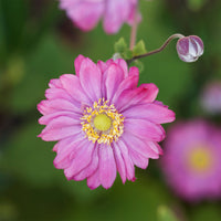 Herbst-Anemone - Anemone hybrida 'pamina' - Bakker
