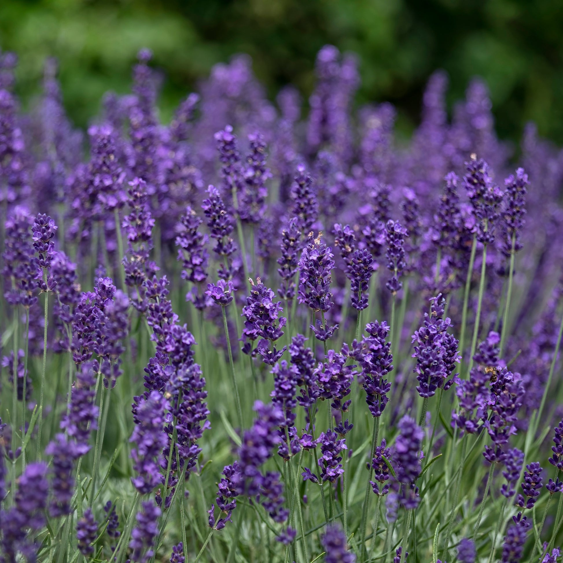 Echter Lavendel 'Hidcote' - Lavandula angustifolia 'hidcote' - Lavendula