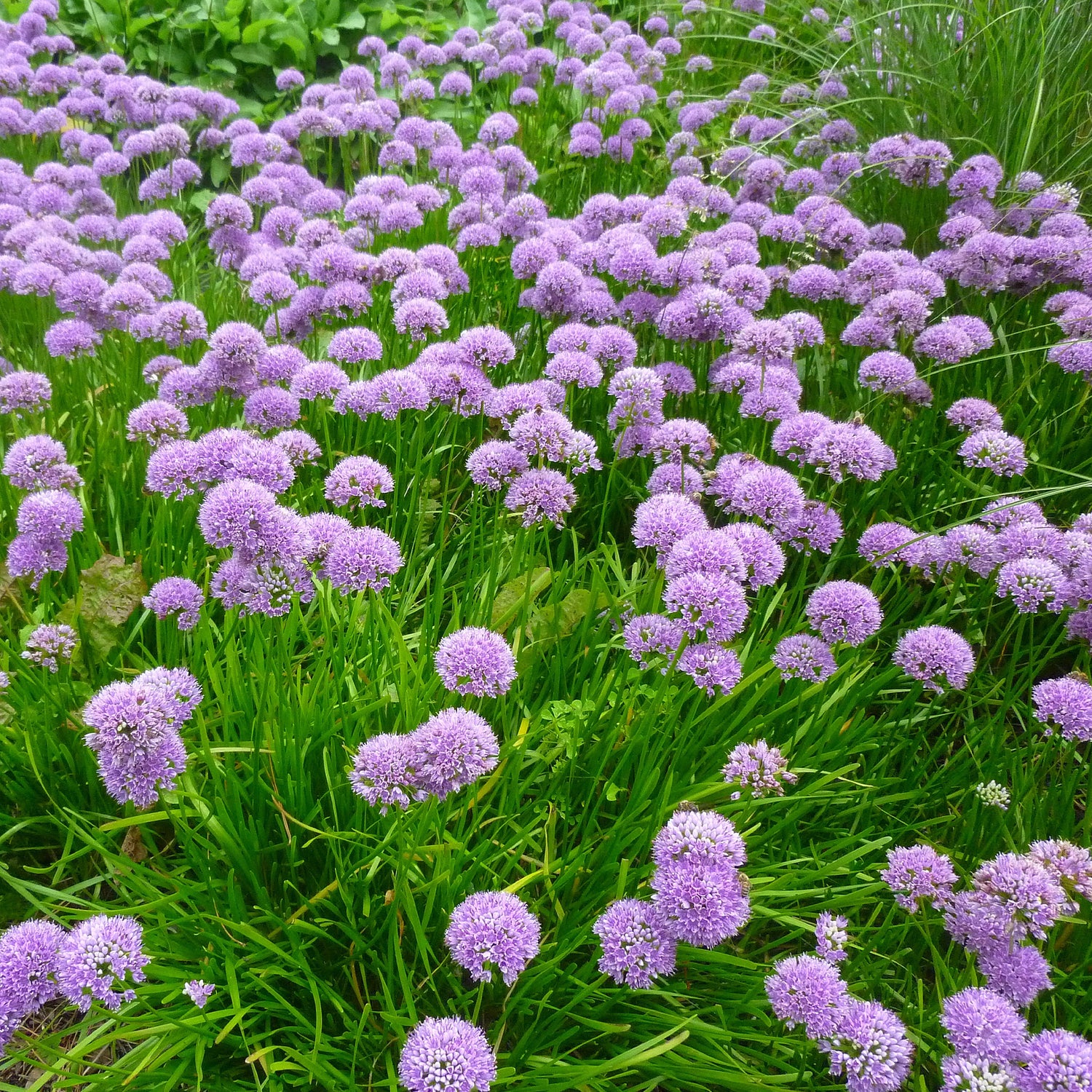 Allium-Zwiebeln