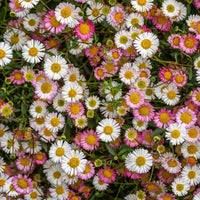 Spanisches Gänseblümchen Profusion