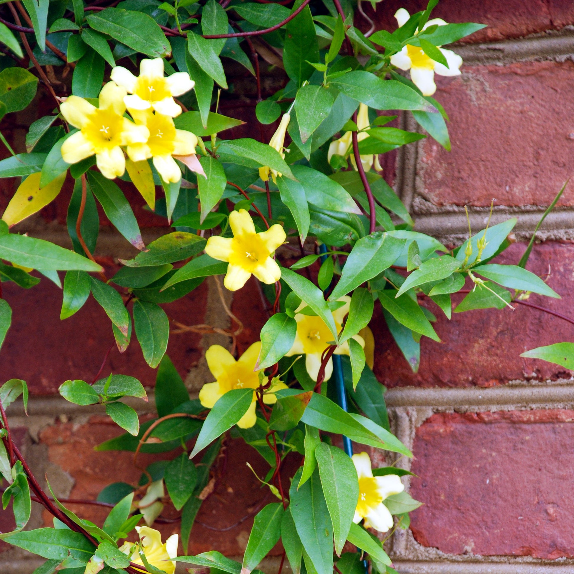 Carolina-Jasmin - Gelsemium sempervirens - Gartenpflanzen