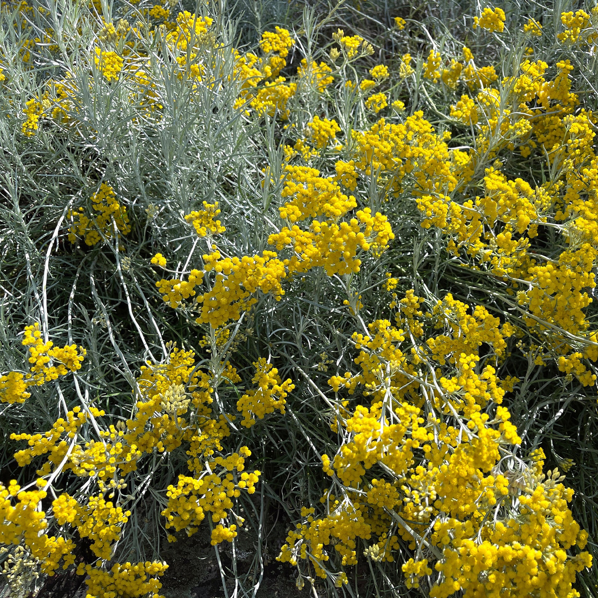 Currykraut  - Helichrysum italicum subsp. serotinum - Gartenpflanzen