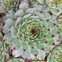 Hauswurz Chick Charms ® Mint Marvel (x3) - Sempervivum Chick Charms ® Mint Marvel - Bakker