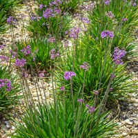 Knoblauchgras (x3) - Tulbaghia violacea - Bakker