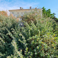 Strauch-Melde - Atriplex halimus - Bakker