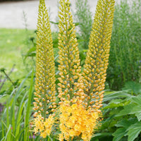 Steppenlilie - Eremurus 'bungei' - Gartenpflanzen