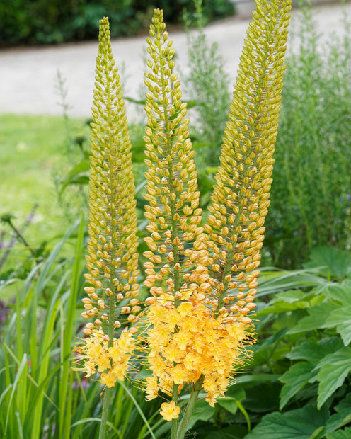 Steppenlilie - Eremurus 'bungei' - Gartenpflanzen