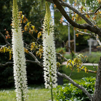 Steppenlilie White Romance - Eremurus 'white romance' - Gartenpflanzen