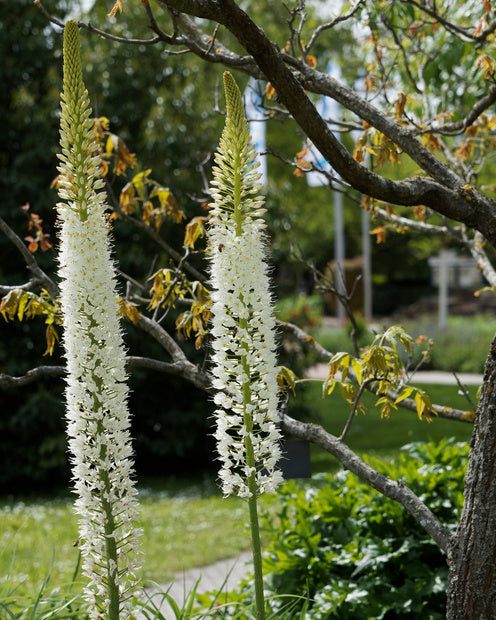 Steppenlilie White Romance - Eremurus 'white romance' - Gartenpflanzen